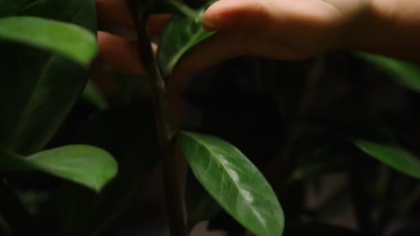 Close Mão Uma Mulher Limpando Folhas Verdes Uma Planta Doméstica — Vídeo de Stock