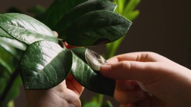 Close Woman Hands Wiping Dust Sick Leaves Indoor Plant Zamioculcas — Stock Video