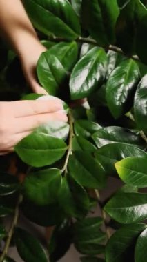Bir kadın, ev bitkisi Zamioculcas 'ın yeşil yapraklarını tozdan temizler. Yukarıdan bak. Ev bitkilerinin bakımı. Dikey video.
