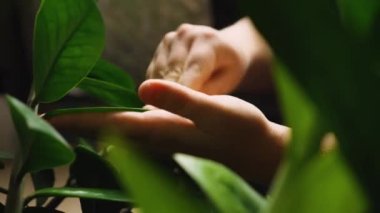 Bir ev bitkisi Zamioculcas 'ın yapraklarına toz silen bir kadının elleri. Ön planda, bitkinin yeşil gövdesi defocus 'ta. Çiçeklerle ilgileniyorum..