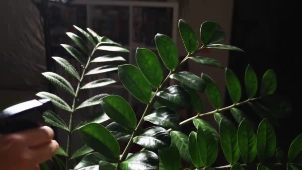 In Zeitlupe schießen Wassertropfen aus der Sprühpistole auf die grünen Blätter einer Zimmerpflanze. Zimmerpflanzen gießen und pflegen. — Stockvideo