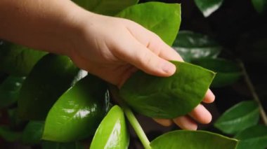 Zamioculcas 'ın yemyeşil yapraklarının tozunu alan bir kadının elleri. Yakın plan. Çiçeklerle ilgileniyorum.