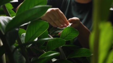 Yeşil tişörtlü bir kız ev bitkisi Zamioculcas 'ın yapraklarını temizliyor. Kamera soldan sağa hareket eder. Ev bitkileriyle ilgilenme konsepti