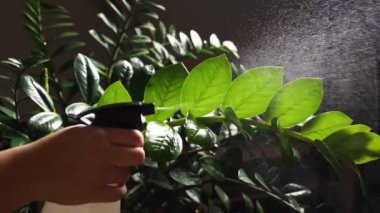 Ev bitkileriyle ilgilenme kavramı. Kafkasyalı bir kadının eli spreyle kapalı alandaki Zamioculcas bitkisinin yeşil yapraklarını suluyor. Ağır çekim. Yakın plan.