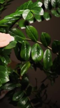 Zamioculcas bitkisinin yapraklarını silen bir kadının yakın çekimi. Kamera sağdan sola hareket ediyor. Ev bitkilerinin bakımı. Dikey video
