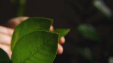 Bir kadının ellerinin, bir ev bitkisinin yeşil yapraklarını sildiği yakın plan. Seçici odaklanma. Çiçeklerle ilgileniyorum.