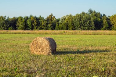 Ağaçların ve mavi gökyüzünün arka planında biçilmiş bir tarlada saman akıntısı. Sığırları beslemek için kış için saman biriktiriyorum.