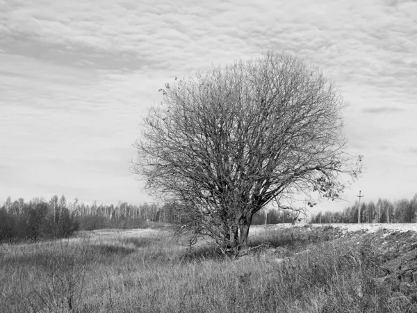 Yalnız ağaç. Sonbaharın sonu. 