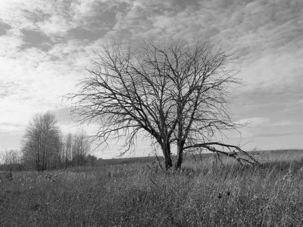 Yalnız ağaç. Sonbaharın sonu. 