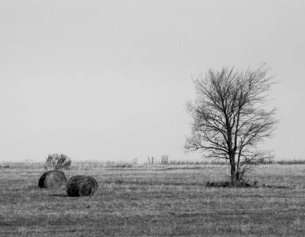 Lonely Tree Late Fall — Stock Photo, Image