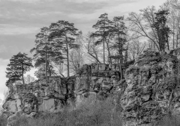 Kayadaki çam ağaçları. Sonbaharın sonu. 