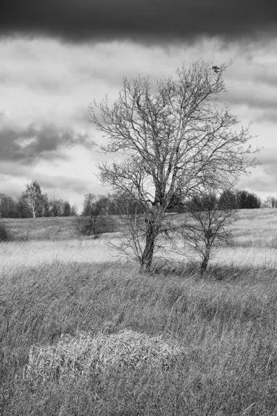 Lonely Tree Windy Day Late Fall — Stock Photo, Image