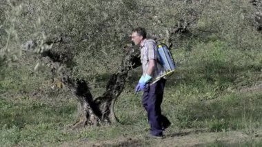 Man spraying herbicide in a field of olive trees. 4K. Bargota, Navarra, Spain, Europe.
