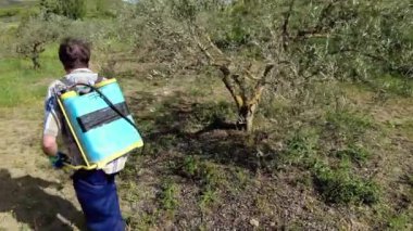 Adam zeytin ağaçlarının arasına bitki ilacı sıkıyor. 4 bin. Bargota, Navarra, İspanya, Avrupa.