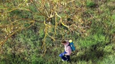 Young man with a face mask spraying herbicide in a field of walnut trees. Drone view. 4K. Bargota, Navarra, Spain, Europe.