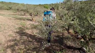 Two agriculturist people spraying herbicide in a field of olive trees. 4K. Bargota, Navarra, Spain, Europe.