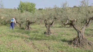 Young man with a face mask spraying herbicide in a field of olive trees. 4K. Bargota, Navarra, Spain, Europe.