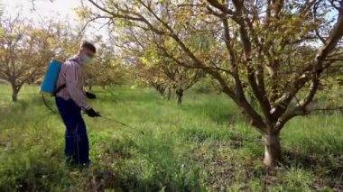 Yüzünde maske olan genç bir adam ceviz ağacı tarlasına bitki ilacı püskürtüyor. İHA görüntüsü. 4 bin. Bargota, Navarra, İspanya, Avrupa.