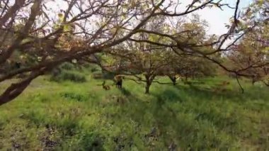 Man spraying herbicide in a field of walnut trees. Drone view. 4K. Bargota, Navarra, Spain, Europe.
