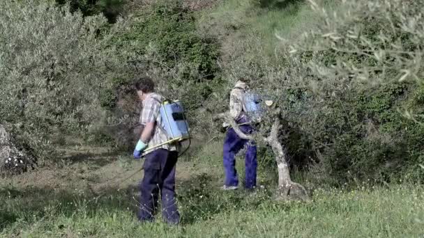 Twee Boeren Spuiten Herbicide Een Veld Met Olijfbomen Bargota Navarra — Stockvideo