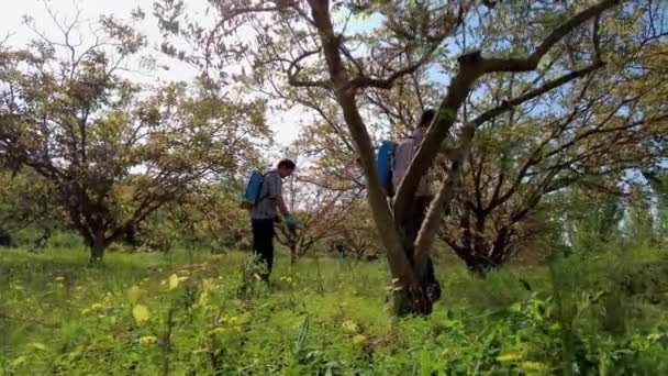 Two Agriculturist People Spraying Herbicide Field Walnut Trees Bargota Navarra — Stock video