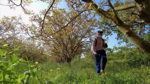 Young Man Face Mask Spraying Herbicide Field Walnut Trees Drone — 비디오