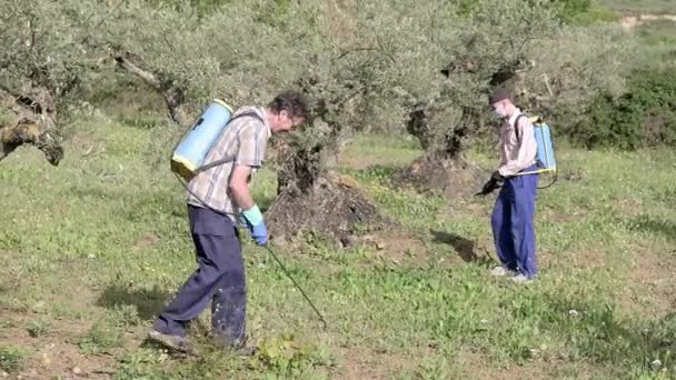 Two Agriculturist People Spraying Herbicide Field Olive Trees Bargota Navarra — Video Stock