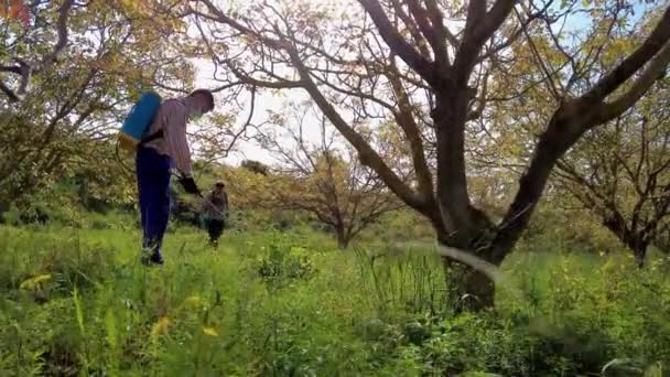Two Agriculturist People Spraying Herbicide Field Walnut Trees Bargota Navarra — Αρχείο Βίντεο