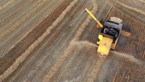 Harvester Harvest Time Wheat Field Navarre Spain Europe Aerial View — Stock Video