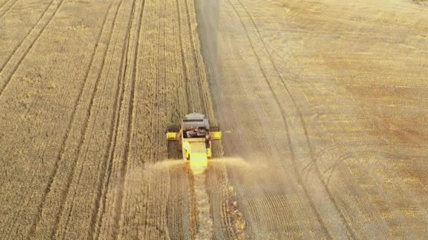 Harvester Harvest Time Wheat Field Navarre Spain Europe Aerial View — Stock video