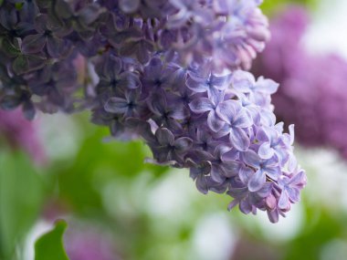 delicate branch of purple lilac against the background of foliage