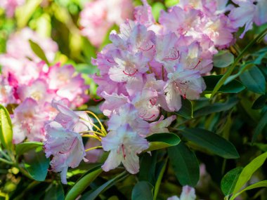 A fresh gentle buds bunch of pink azalea in green leaves