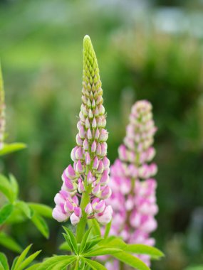 Fresh delicate bud of pink lupinus in green leaves