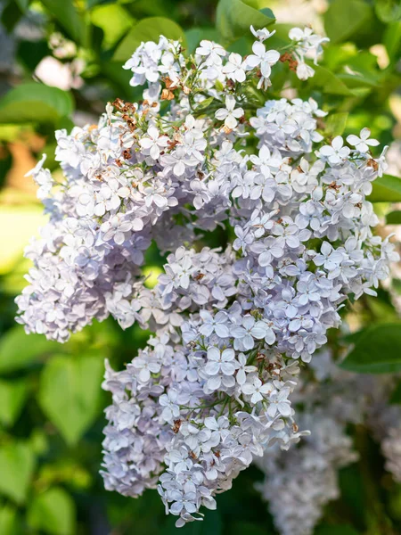 Delicate Branch Lighte Purple Lilac Background Foliage — 스톡 사진