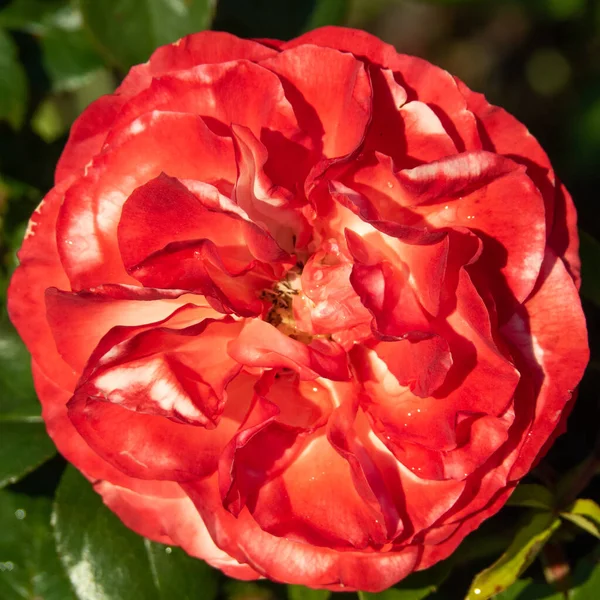 Big red smelling round flower with waterdops with green leaves