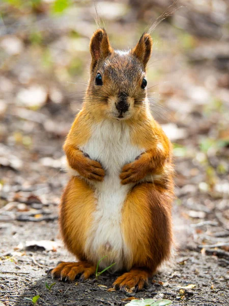 Small Orange Fluffy Squirell Watching Camera Forest — kuvapankkivalokuva