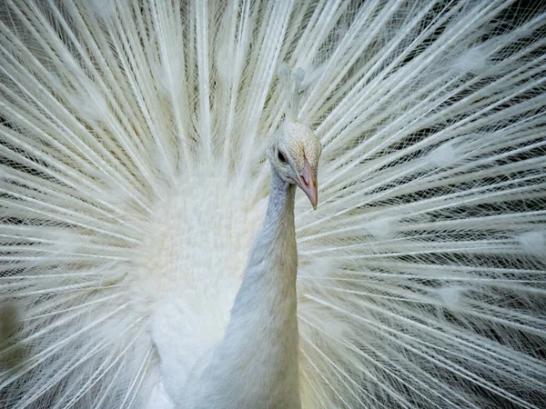 rare White female peacock with fluffed round tail