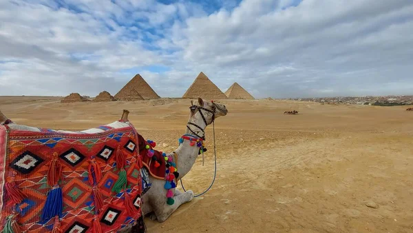 Hermosas Variadas Fotos Famosos Sitios Arqueológicos Cairo Alejandría Asuán Luxor Imagen de stock