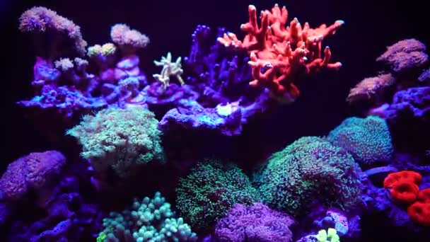 美しい水中生活 水族館 珍しい藻類やサンゴのための充填 睡眠のためのリラックスしたビデオ 落ち着いて治療を 水は触手と葉を動かす 水中のネオン 植物からの魔法の光 — ストック動画