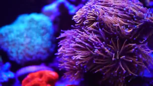 Piękne Podwodne Życie Napełnianie Akwarium Rzadkich Alg Korali Relaksujący Film — Wideo stockowe