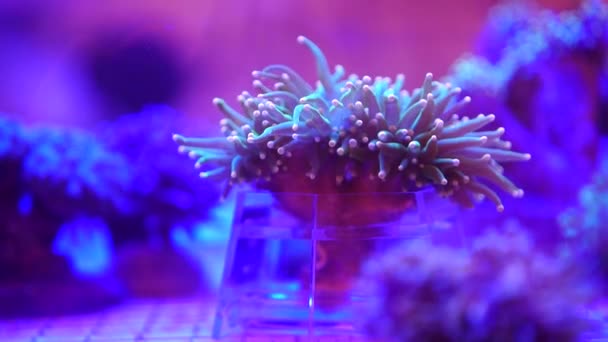 美丽的水下生活 充满了水族馆稀有的海藻和珊瑚放松睡眠视频 镇静疗法 水可以移动触须和叶子 水下霓虹灯 植物发出的神奇光芒 — 图库视频影像