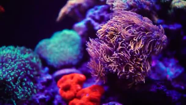 Gyönyörű Víz Alatti Élet Töltés Akváriumba Ritka Algák Korallok Pihentető — Stock videók