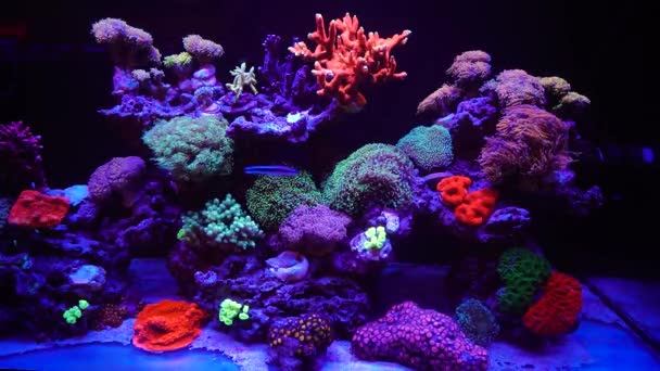 Ett Vackert Undervattensliv Fyllning För Akvariet Sällsynta Alger Och Koraller — Stockvideo