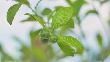 Ağaçta kumkat meyvesi. Taze yeşil kumkatlar ya da ağaçtaki meyveler. Citrus japonica meyvesi. Rutaceae