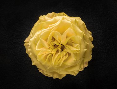 Siyah arka planda güzel bir çiçek. Tasarım için. Doğa.