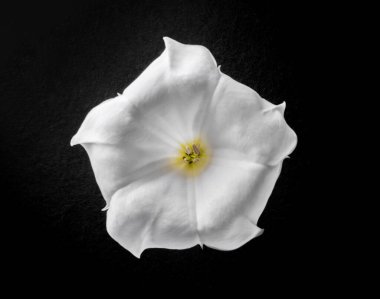 Siyah arka planda narin bir çiçek. Kapat..