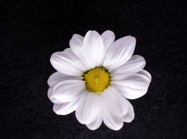Siyah arka planda güzel bir çiçek. - Yakın çekim. Doğa.