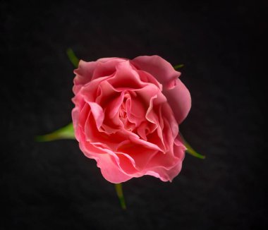 Siyah arka planda güzel bir çiçek. Parlak ve güzel bir çiçek.