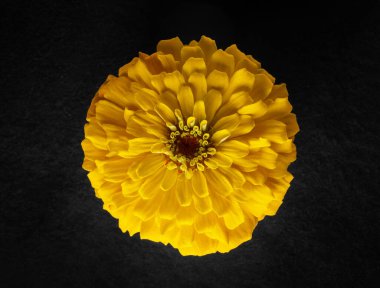 Siyah arka planda çiçeğin stüdyo çekimi. Yukarıdan Fotoğraf.