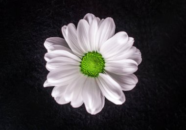 Siyah arka planda çiçeğin stüdyo çekimi. Makro fotoğraf.